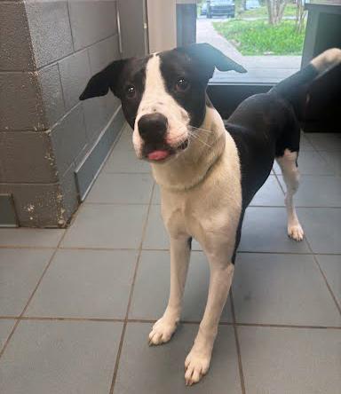 Enlarge Kenny, a ADOPTABLE Mixed Breed in Nashville, TN image 1/1