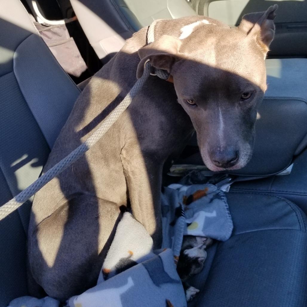 Enlarge Nessie, a Adoptable mixed breed in Portland, TX image 1/3