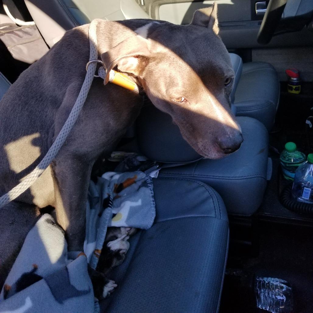 Enlarge Nessie, a Adoptable mixed breed in Portland, TX image 2/3