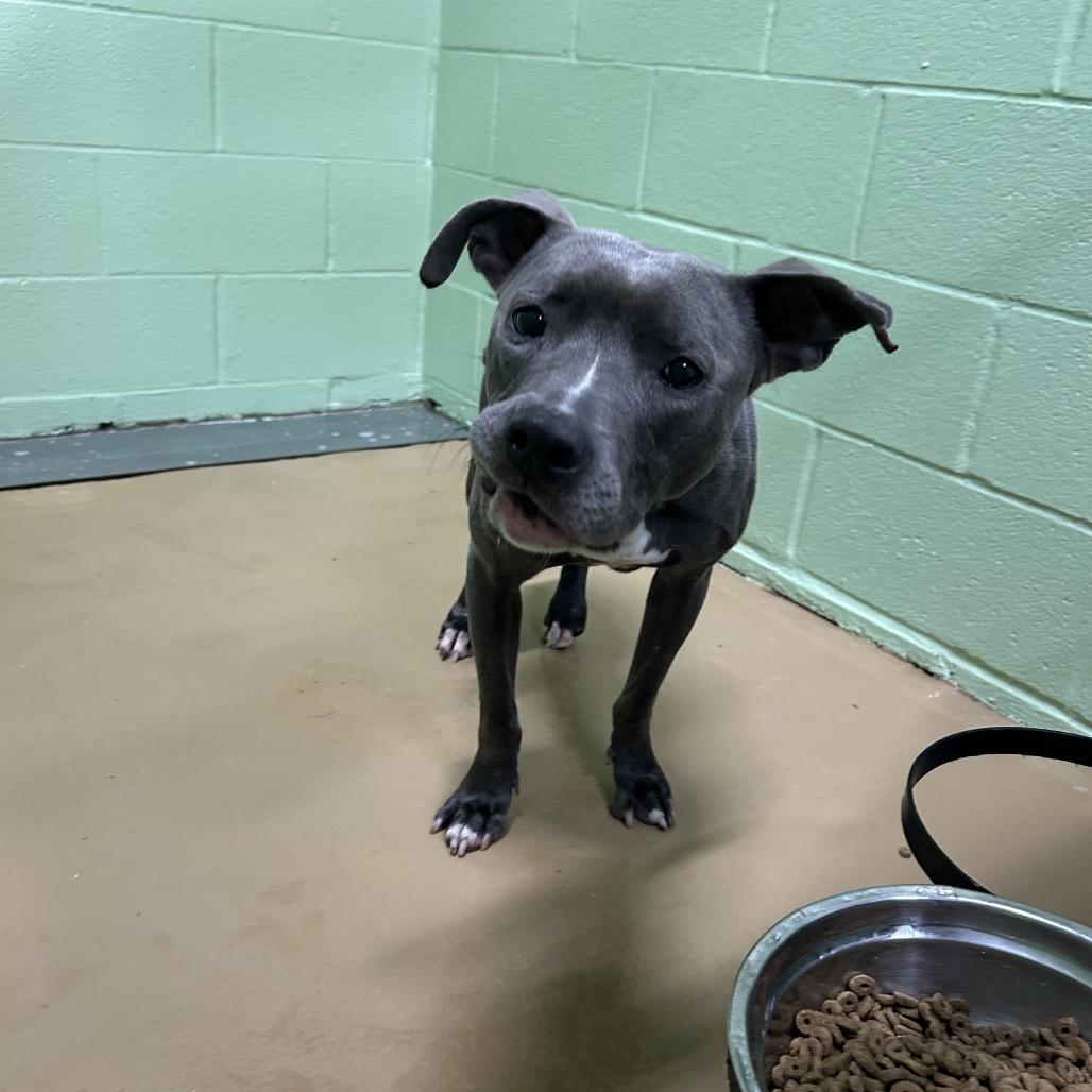 Enlarge Nessie, a Adoptable mixed breed in Portland, TX image 3/3