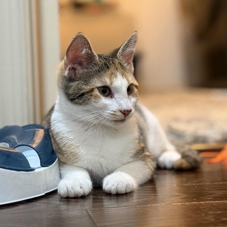 Lola, Adoptable, Young Female Domestic Short Hair.