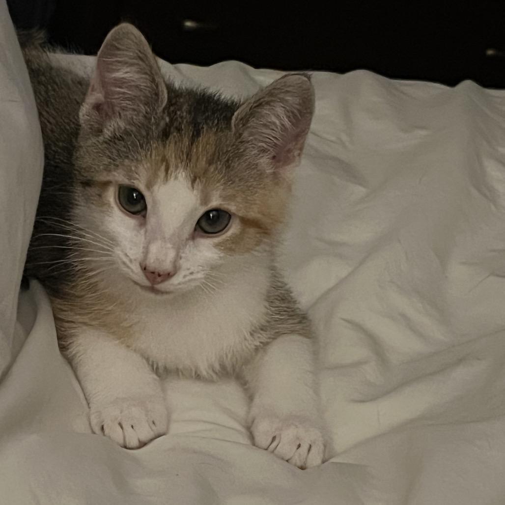 Lola, a Adoptable Domestic Short Hair in Silver Spring, MD image 2/6