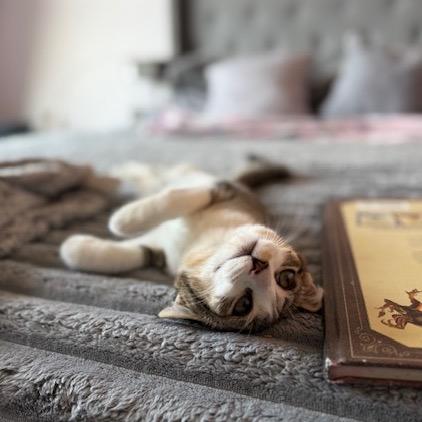 Lola, a Adoptable Domestic Short Hair in Silver Spring, MD image 3/6