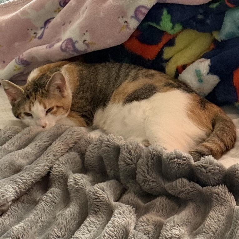 Lola, a Adoptable Domestic Short Hair in Silver Spring, MD image 4/6