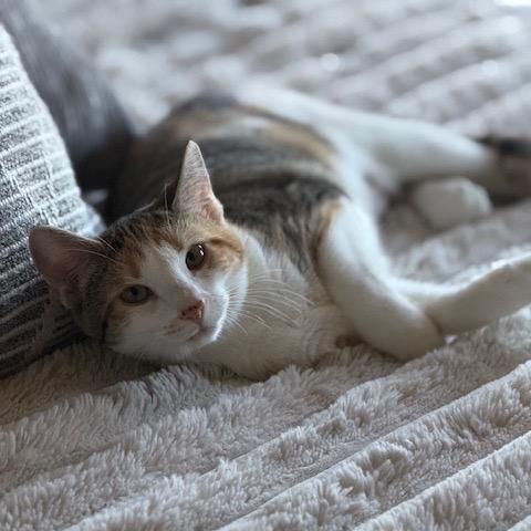 Lola, a Adoptable Domestic Short Hair in Silver Spring, MD image 6/6