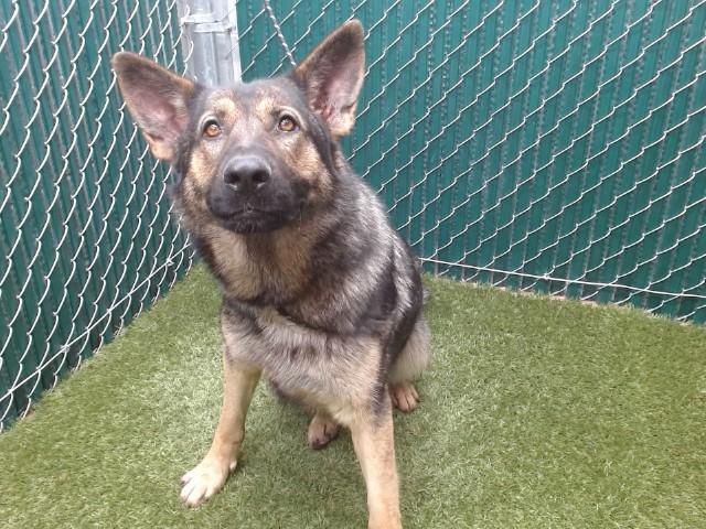 MARINA, Adoptable, Adult Female German Shepherd Dog.