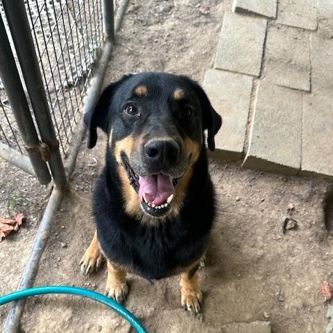 Mr. Kibbles, Adoptable, Young Male Rottweiler.
