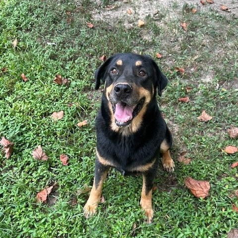 Mr. Kibbles, a Adoptable Rottweiler in Indian Mound, TN image 2/4