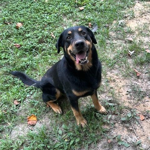 Mr. Kibbles, a Adoptable Rottweiler in Indian Mound, TN image 3/4