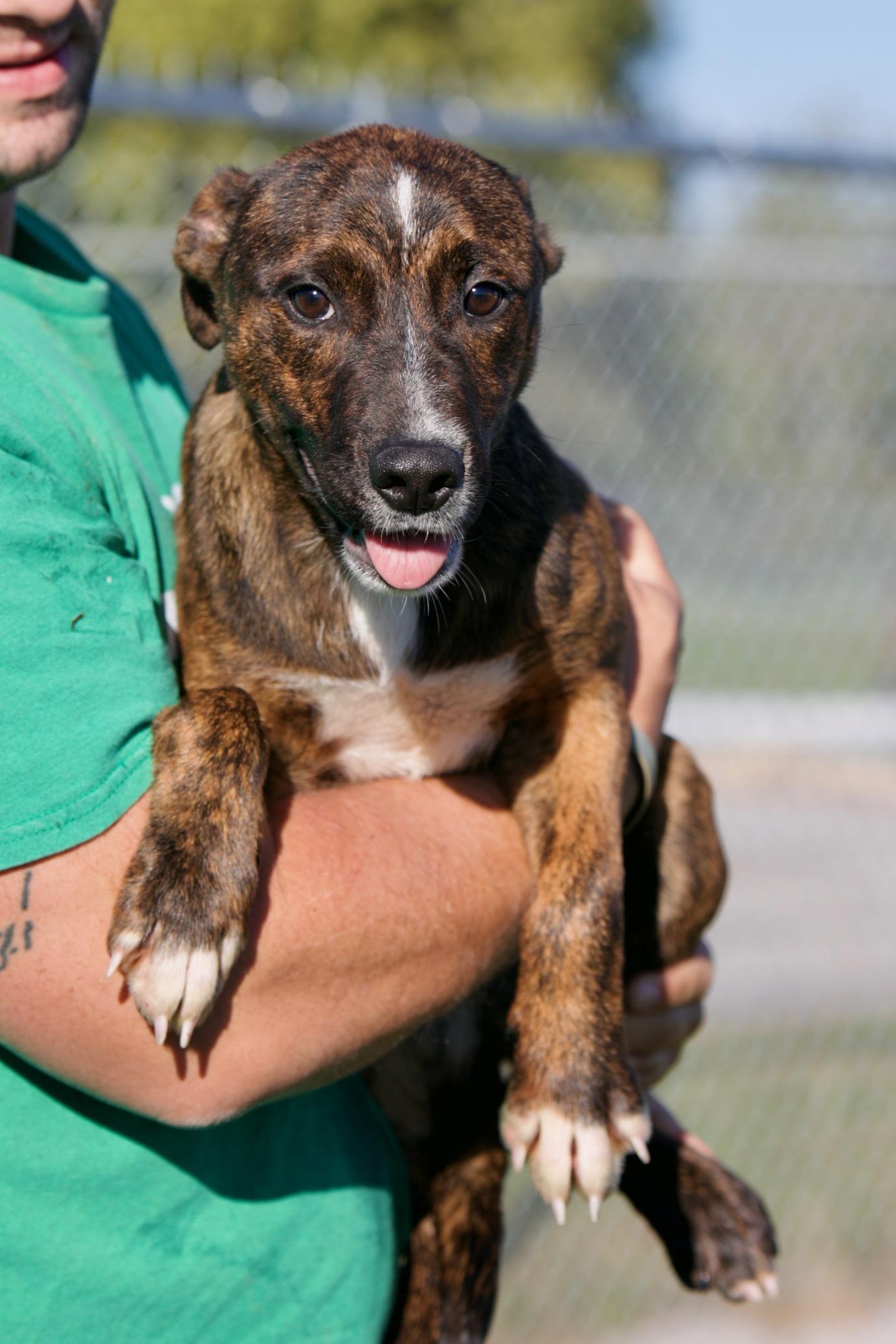 Una, Adoptable, Young Female Dutch Shepherd & Boxer.