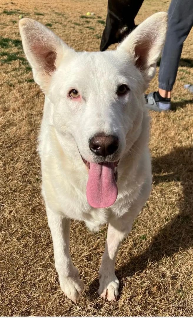 Dahlia, a Adoptable mixed breed in Beverly Hills, CA image 1/6