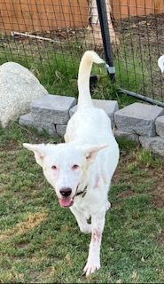 Dahlia, a Adoptable mixed breed in Beverly Hills, CA image 2/6