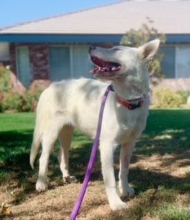 Dahlia, a Adoptable mixed breed in Beverly Hills, CA image 3/6