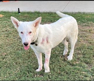 Dahlia, a Adoptable mixed breed in Beverly Hills, CA image 4/6