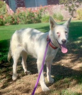 Dahlia, a Adoptable mixed breed in Beverly Hills, CA image 5/6