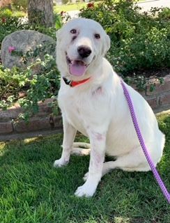 Dahlia, a Adoptable mixed breed in Beverly Hills, CA image 6/6