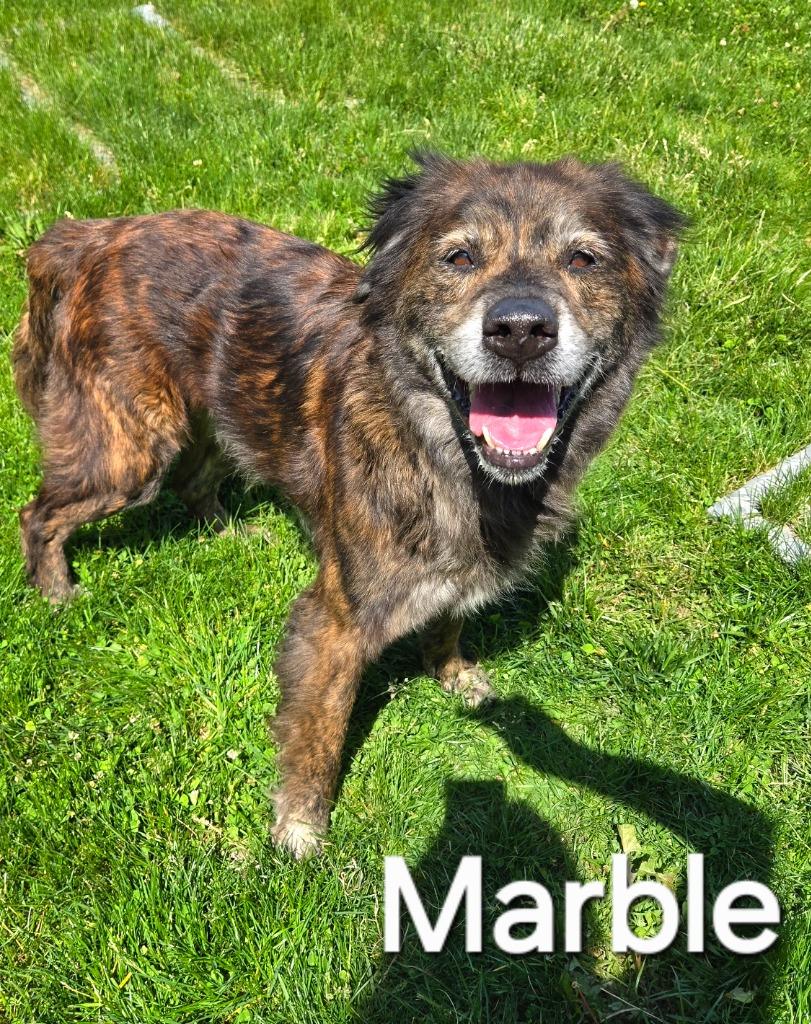 Marble Yrly 174, Adoptable, Adult Male Shepherd.