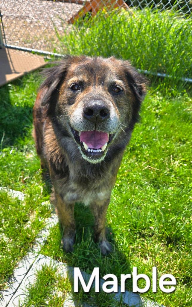Enlarge Marble Yrly 174, a Adoptable mixed breed in Sidney, OH image 2/5