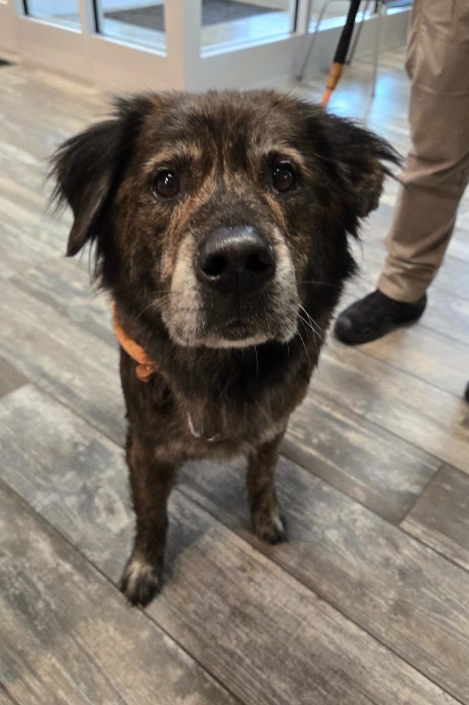 Enlarge Marble Yrly 174, a Adoptable mixed breed in Sidney, OH image 3/5