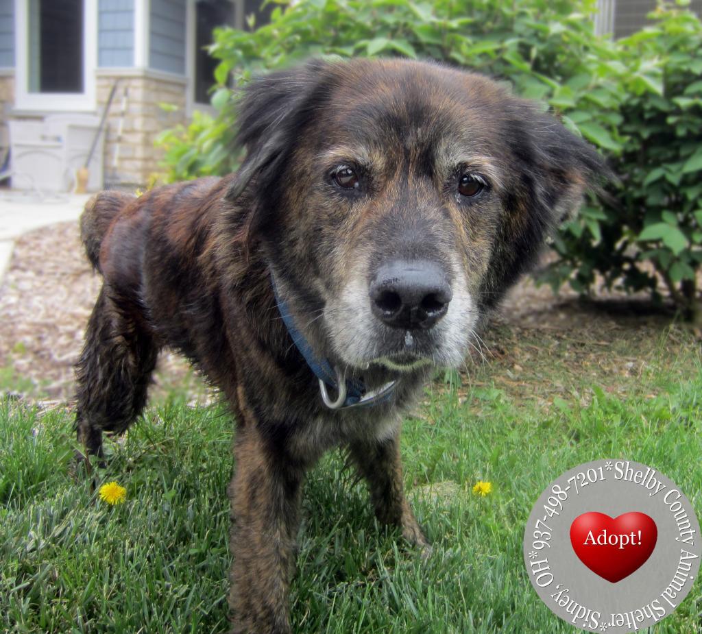 Enlarge Marble Yrly 174, a Adoptable mixed breed in Sidney, OH image 4/5