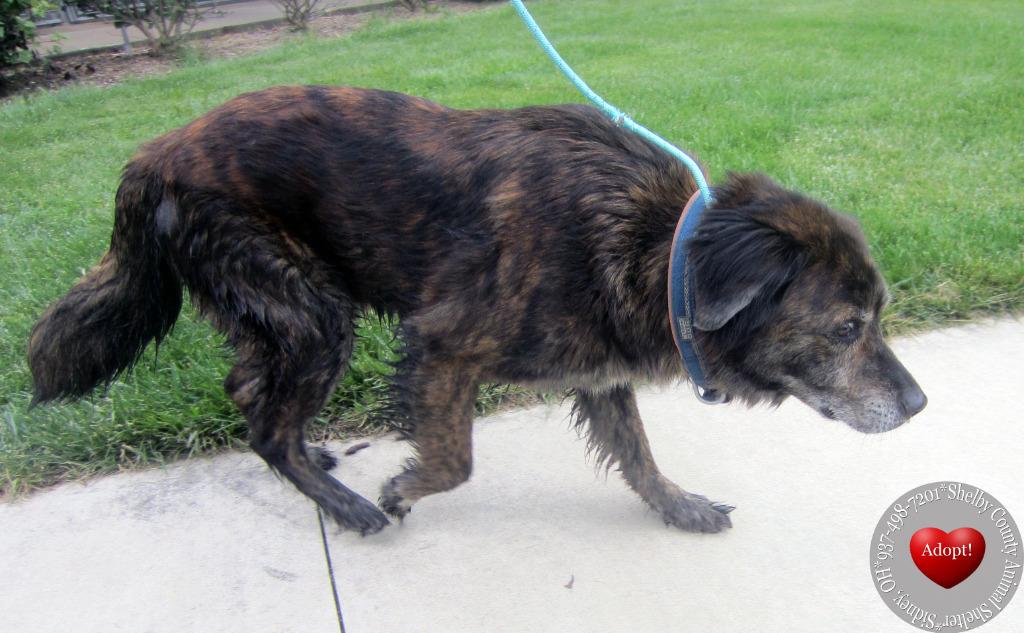 Enlarge Marble Yrly 174, a Adoptable mixed breed in Sidney, OH image 5/5