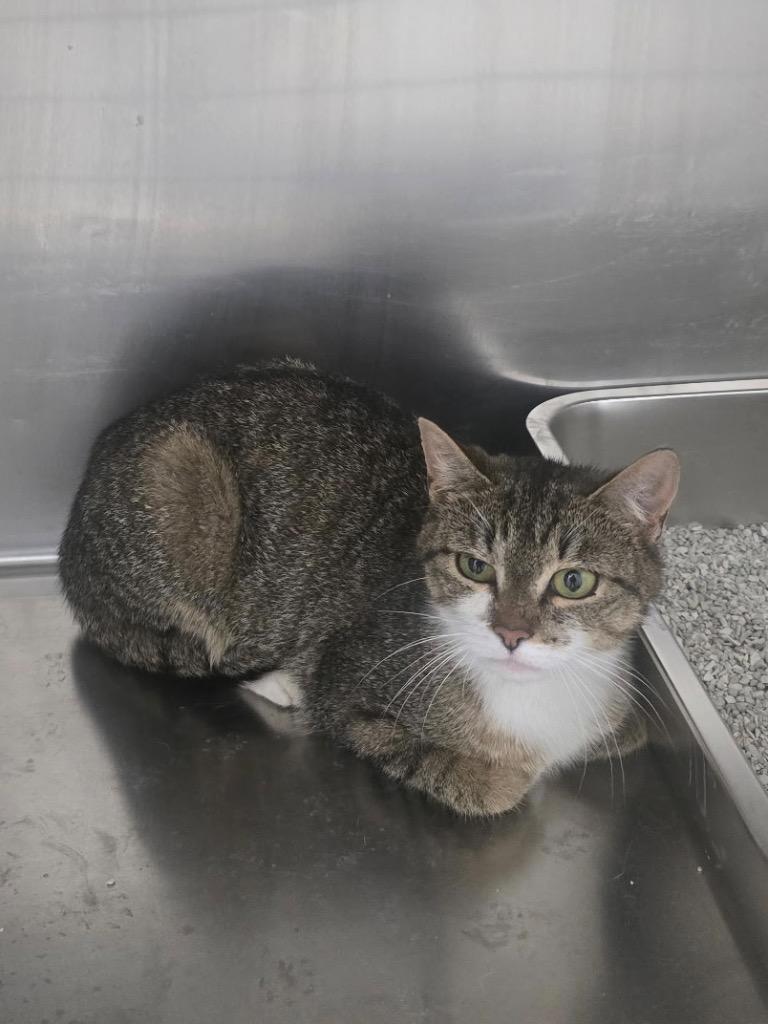 Enlarge Ellen, a Adoptable mixed breed in Glenfield, NY image 3/3