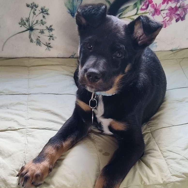 Prince, ADOPTABLE, Puppy Male Border Collie.