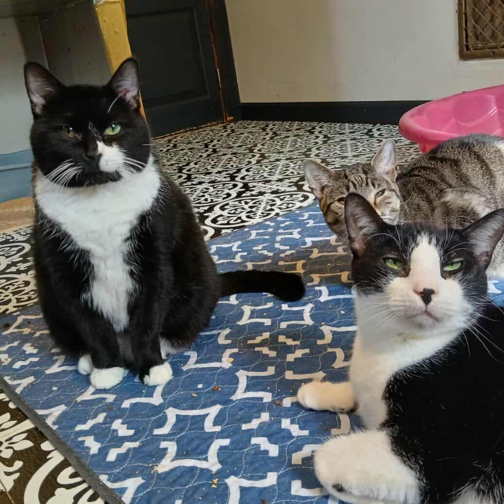 Celeste, an adopted American Shorthair in Saugerties, NY image 4/6