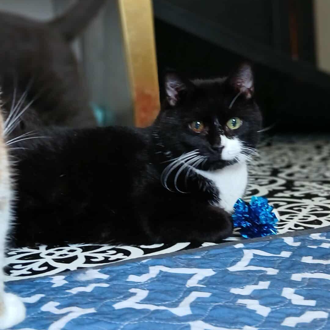 Celeste, an adopted American Shorthair in Saugerties, NY image 2/6