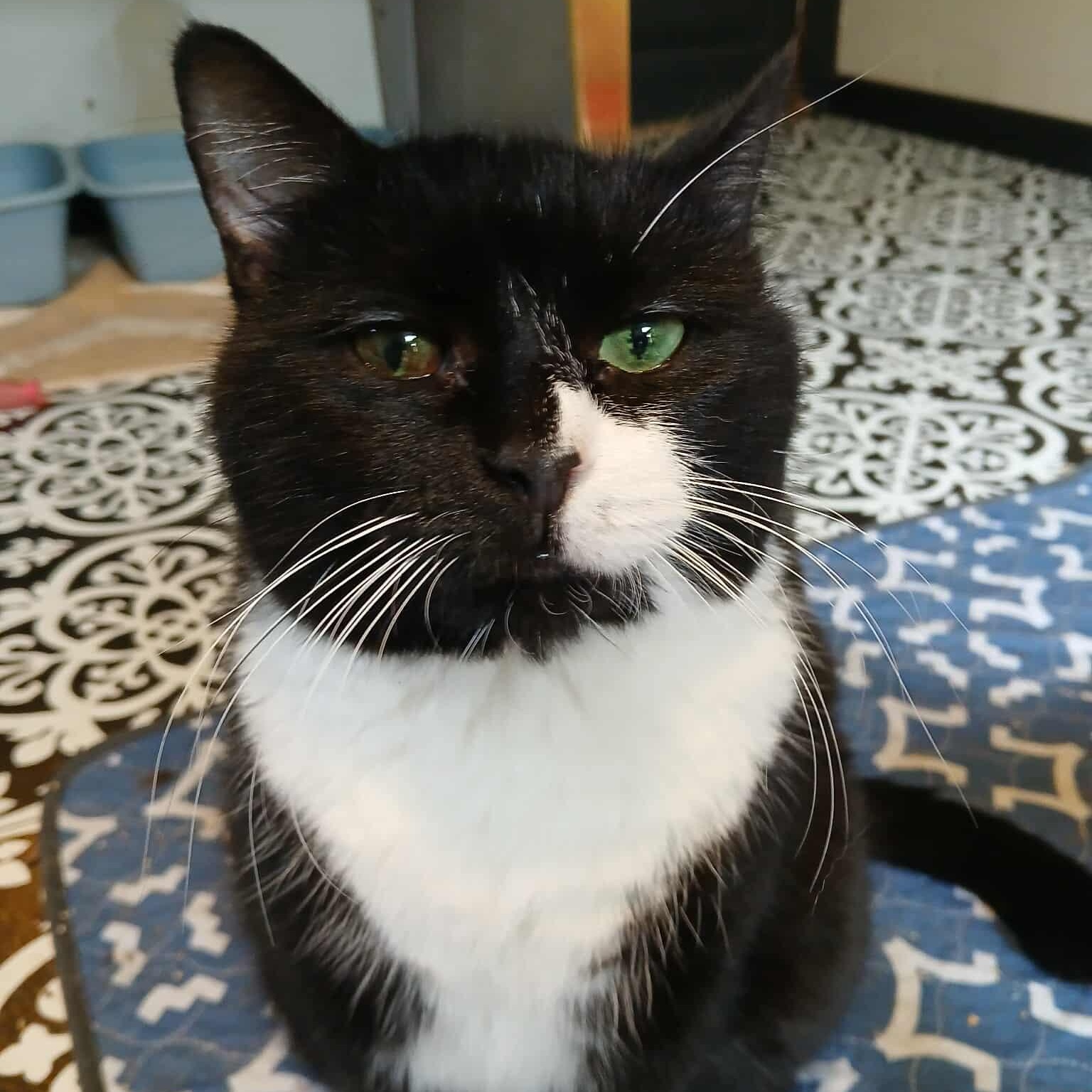 Celeste, Adoptable, Adult Female American Shorthair.