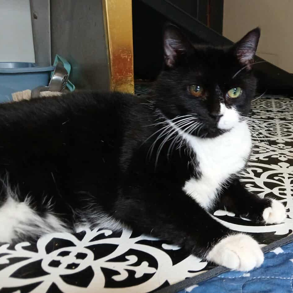 Celeste, an adopted American Shorthair in Saugerties, NY image 3/6