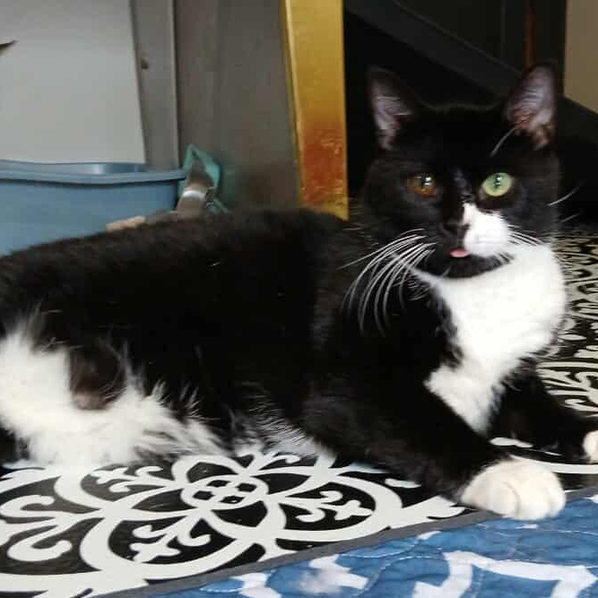 Celeste, an adopted American Shorthair in Saugerties, NY image 5/6