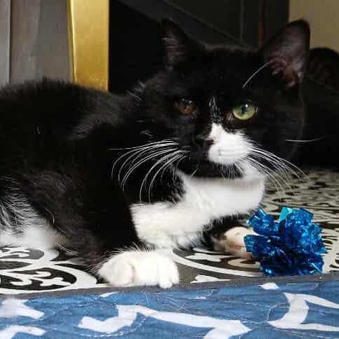 Celeste, an adopted American Shorthair in Saugerties, NY image 6/6