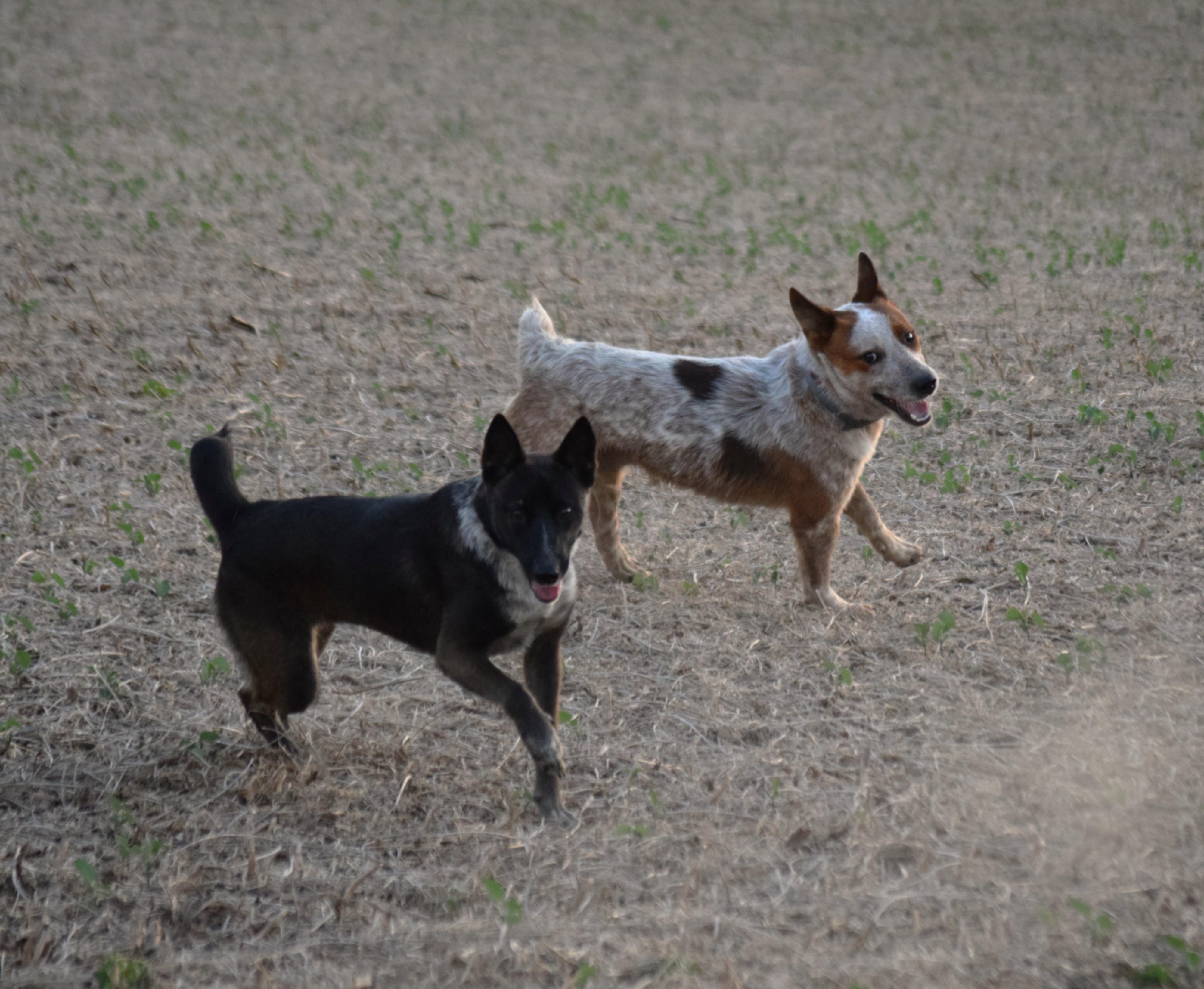 Enlarge Leo- Loving, a Adoptable Australian Cattle Dog / Blue Heeler in Rockport, IN image 5/5