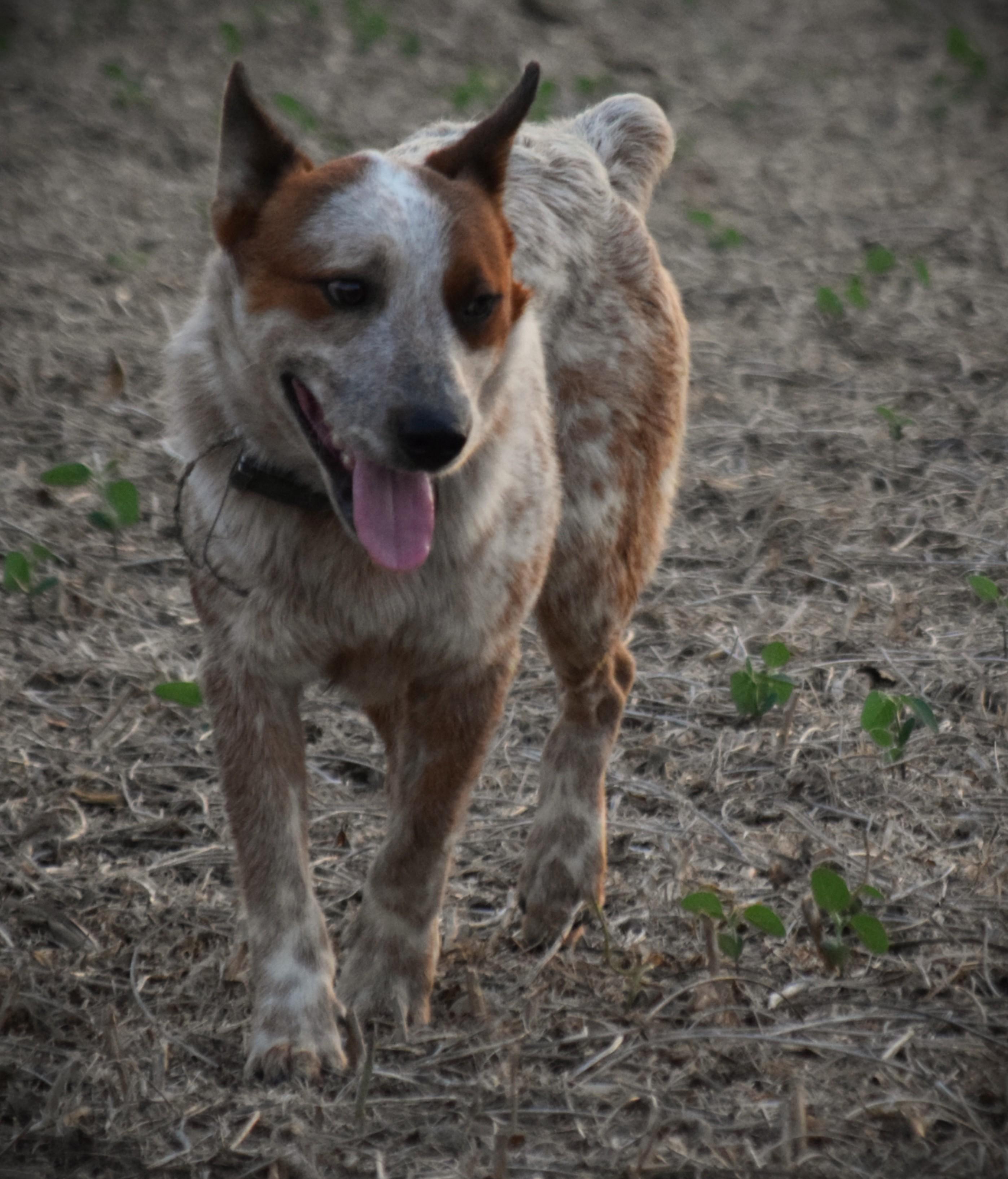 Enlarge Leo- Loving, a Adoptable Australian Cattle Dog / Blue Heeler in Rockport, IN image 3/5