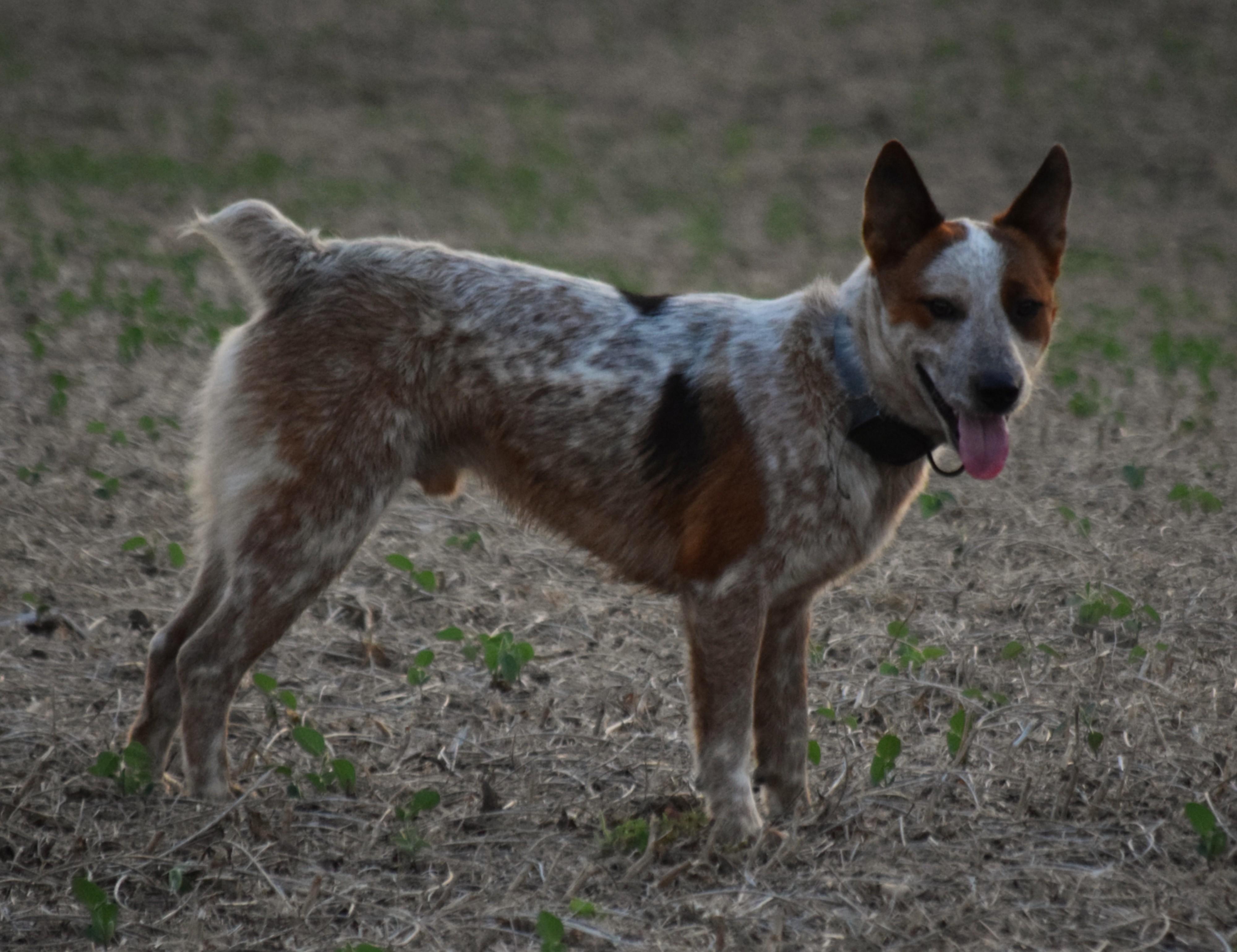 Enlarge Leo- Loving, a Adoptable Australian Cattle Dog / Blue Heeler in Rockport, IN image 4/5