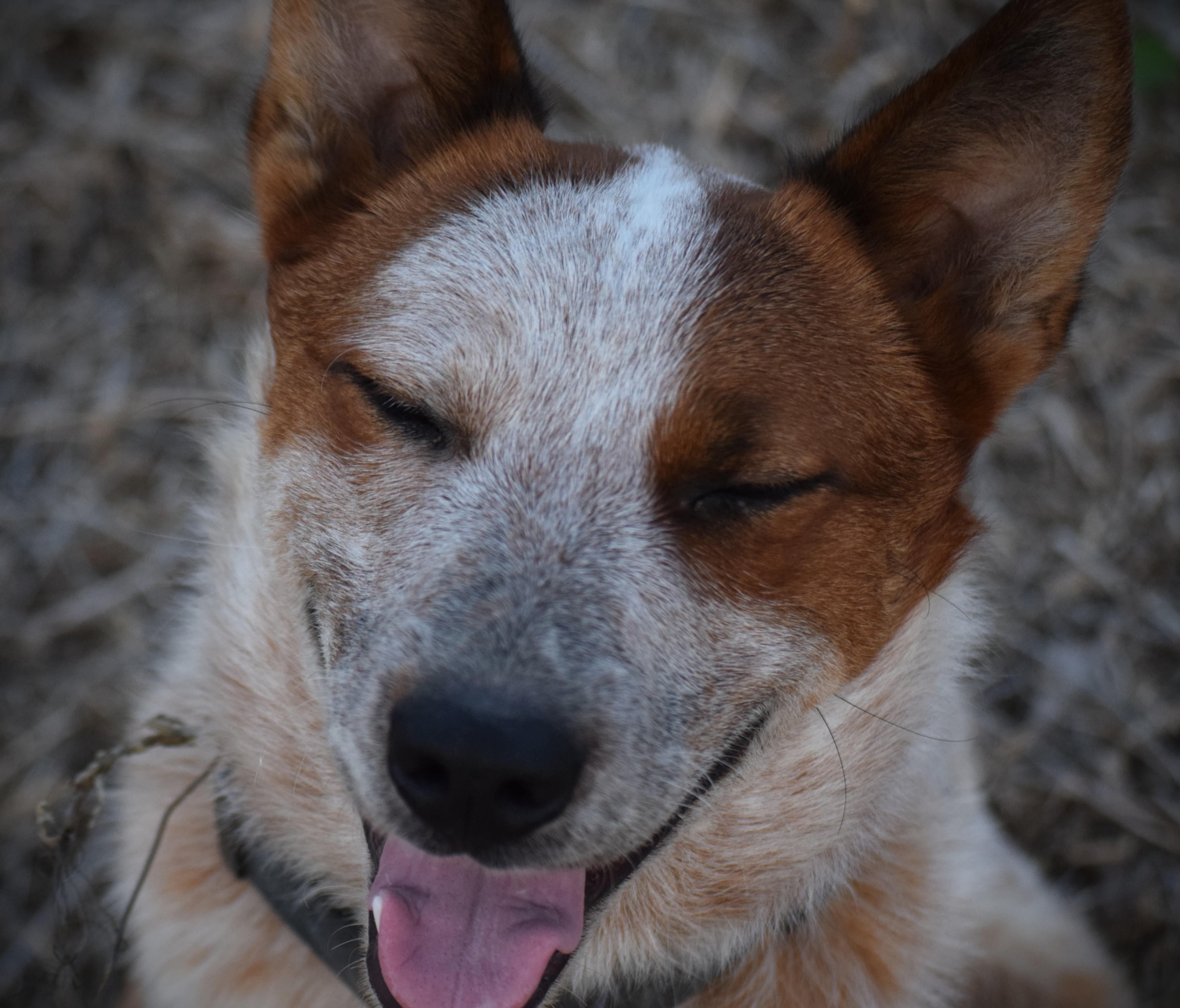 Leo- Loving, Adoptable, Young Male Australian Cattle Dog / Blue Heeler.