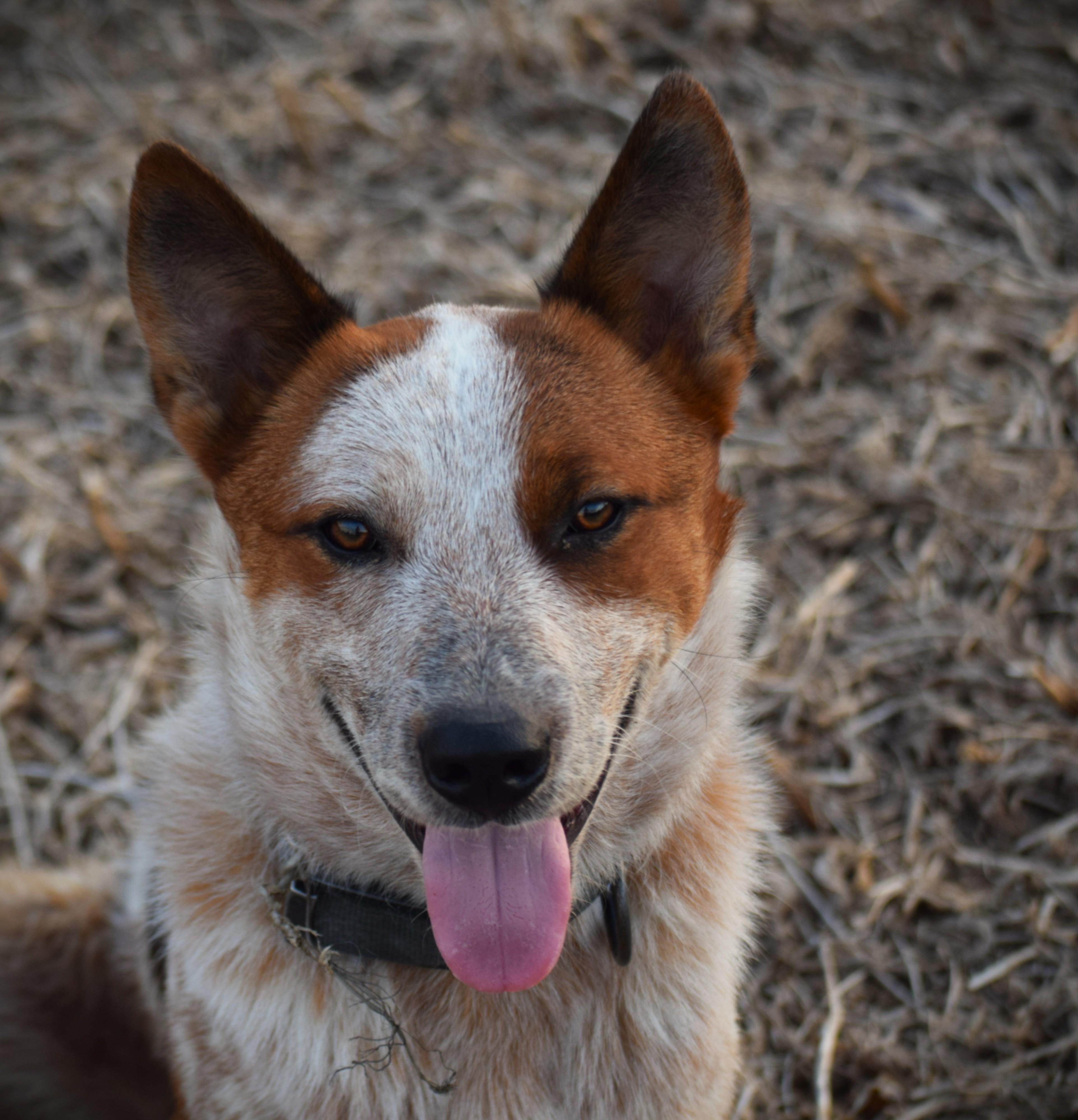 Enlarge Leo- Loving, a Adoptable Australian Cattle Dog / Blue Heeler in Rockport, IN image 2/5