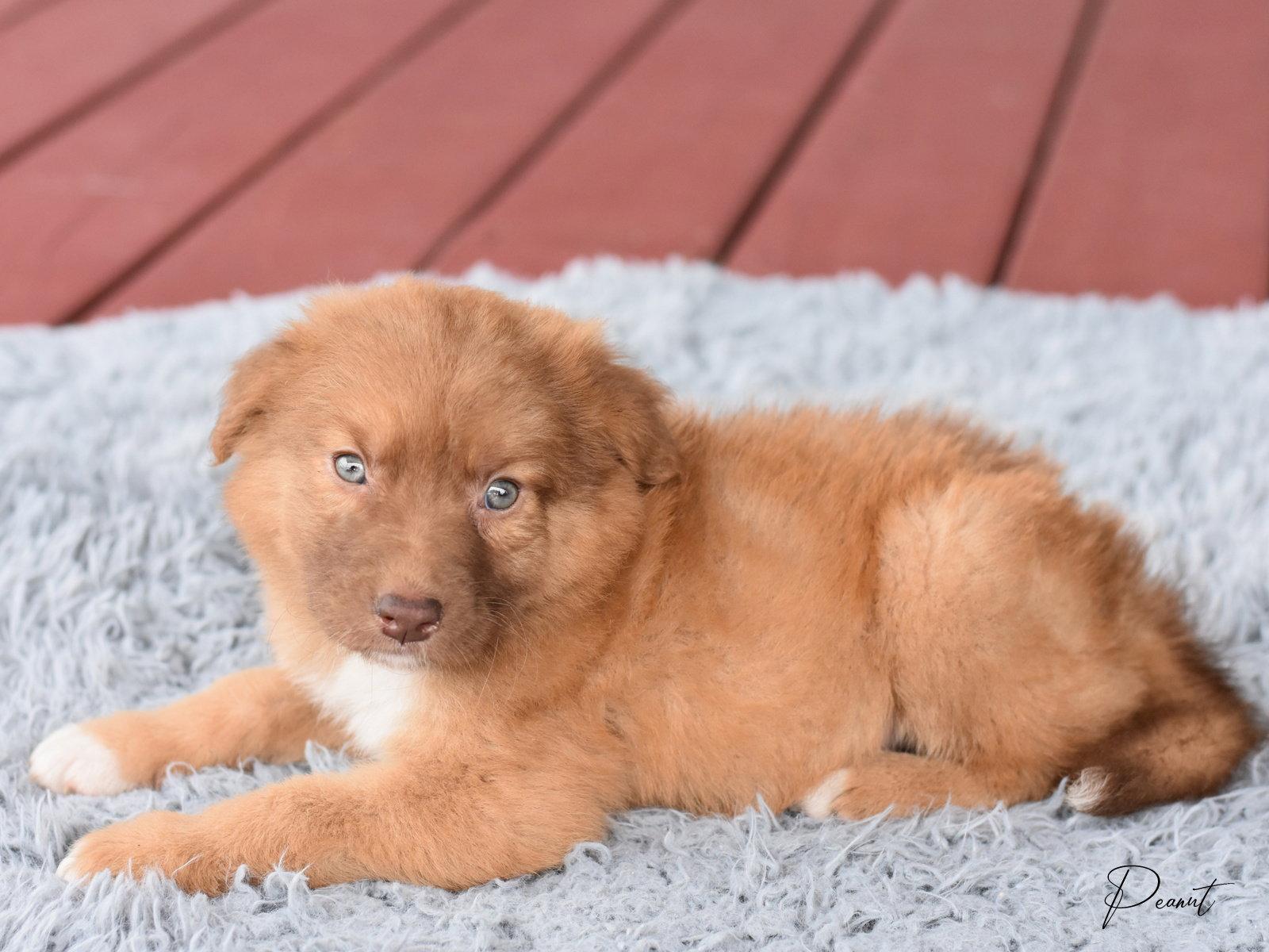 Willow, Adoptable, Puppy Female Australian Shepherd.