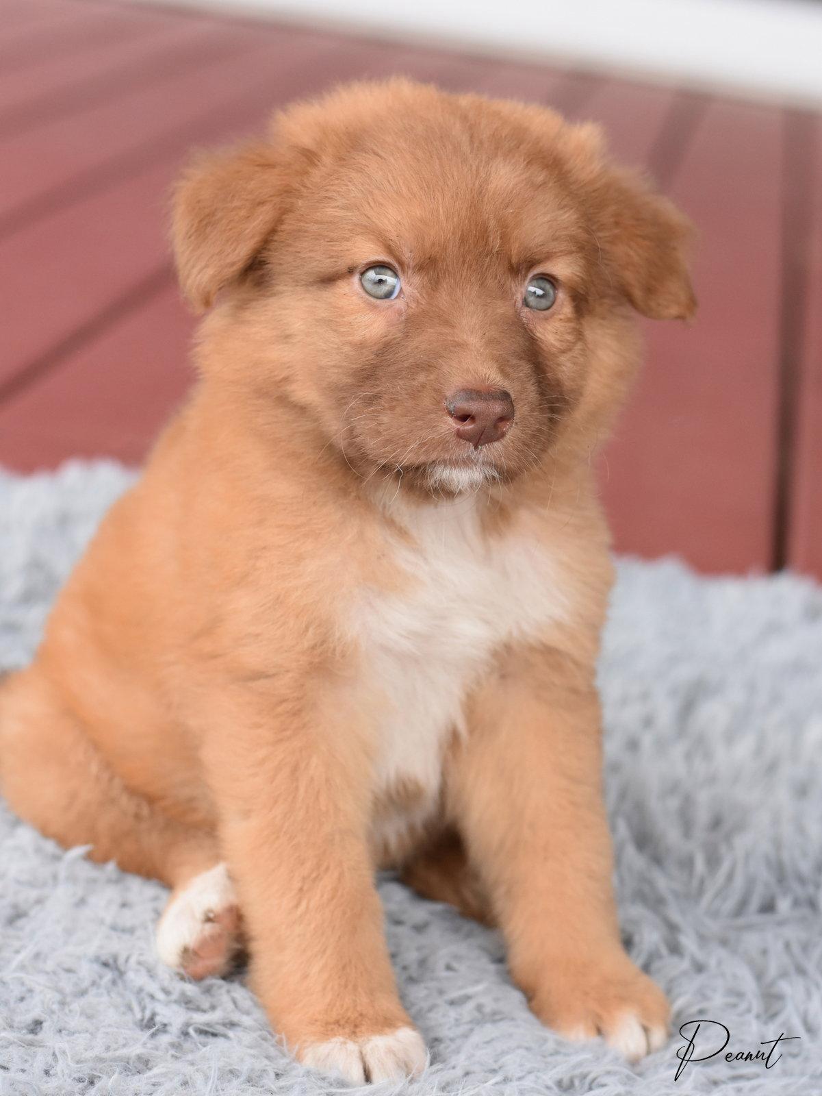 Willow, a Adoptable Australian Shepherd in Montgomery, TX image 2/3