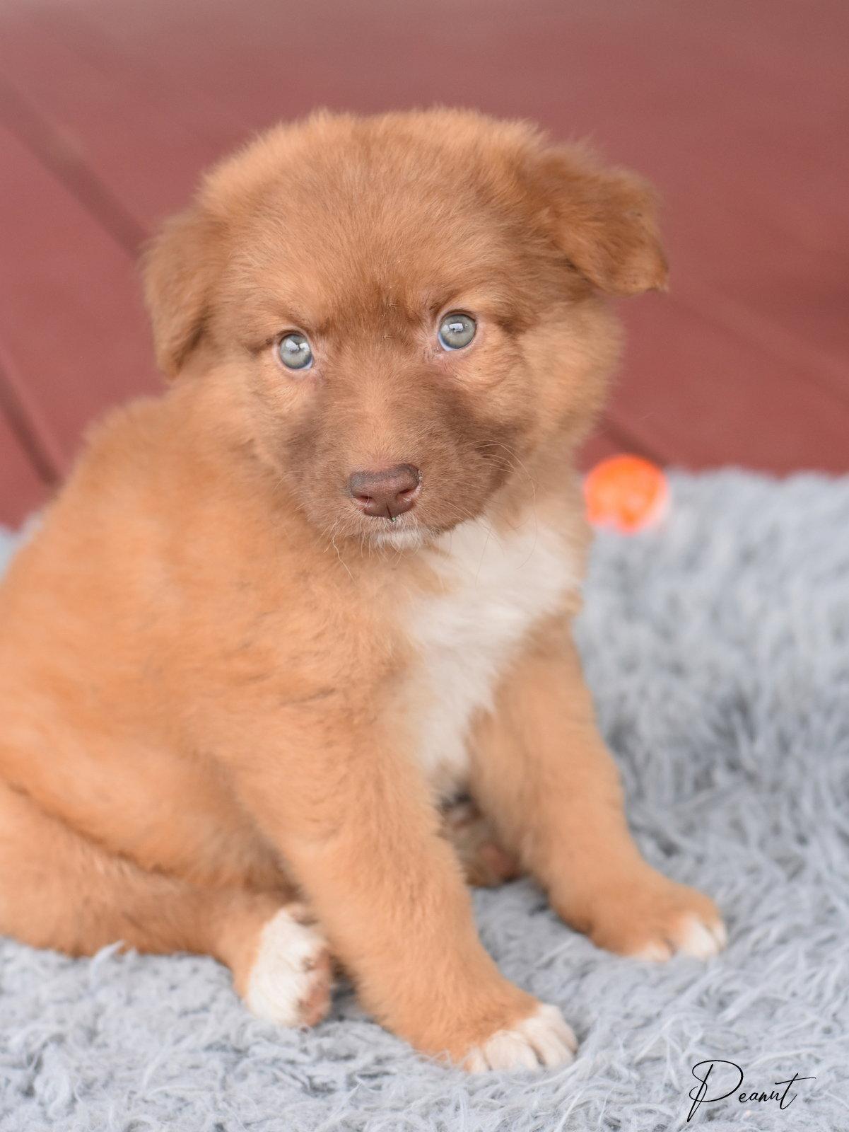 Willow, a Adoptable Australian Shepherd in Montgomery, TX image 3/3