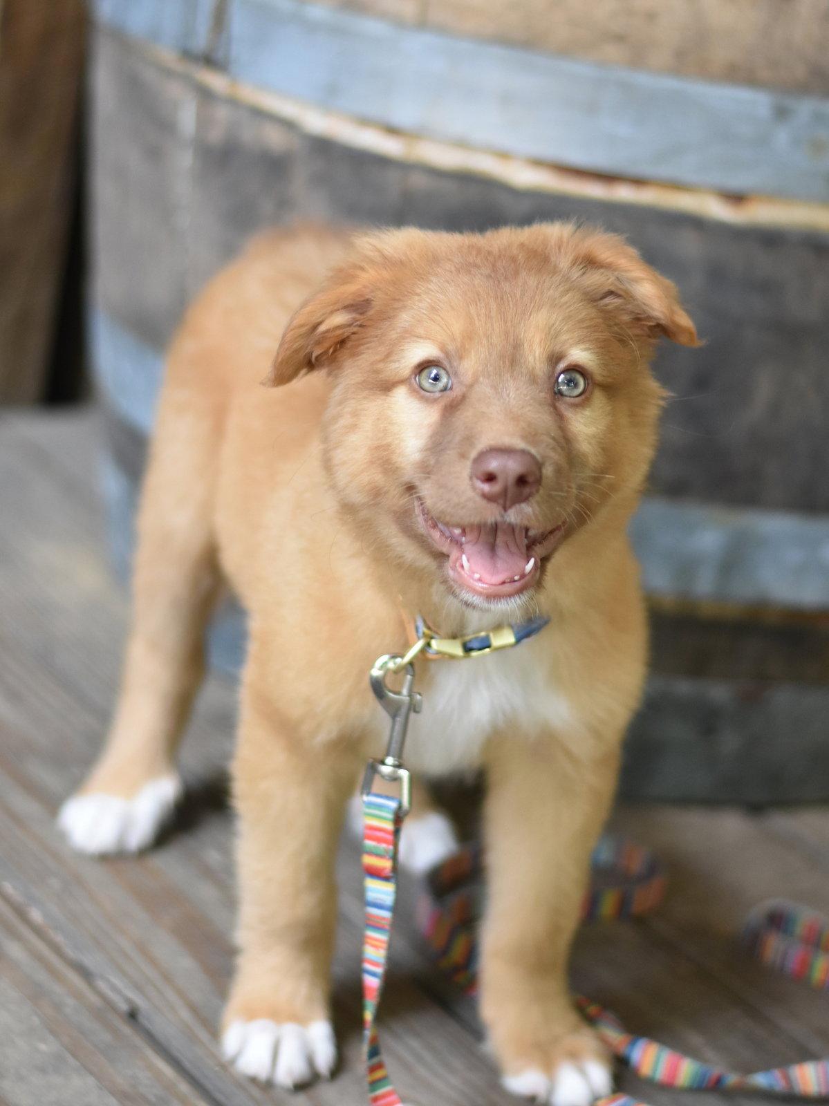 Willow, Adoptable, Puppy Female Australian Shepherd.