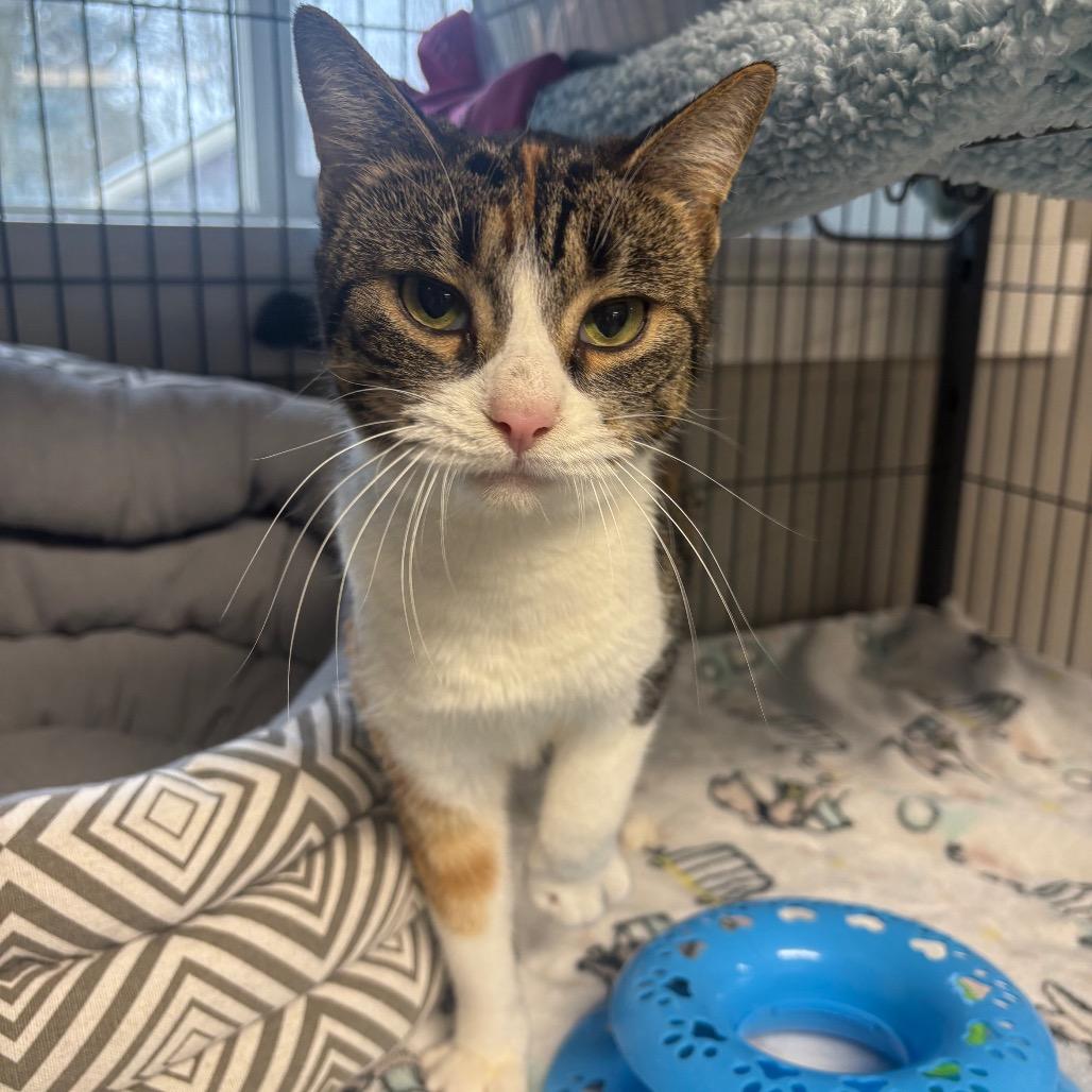 Bambi, Adoptable, Adult Female Domestic Short Hair.