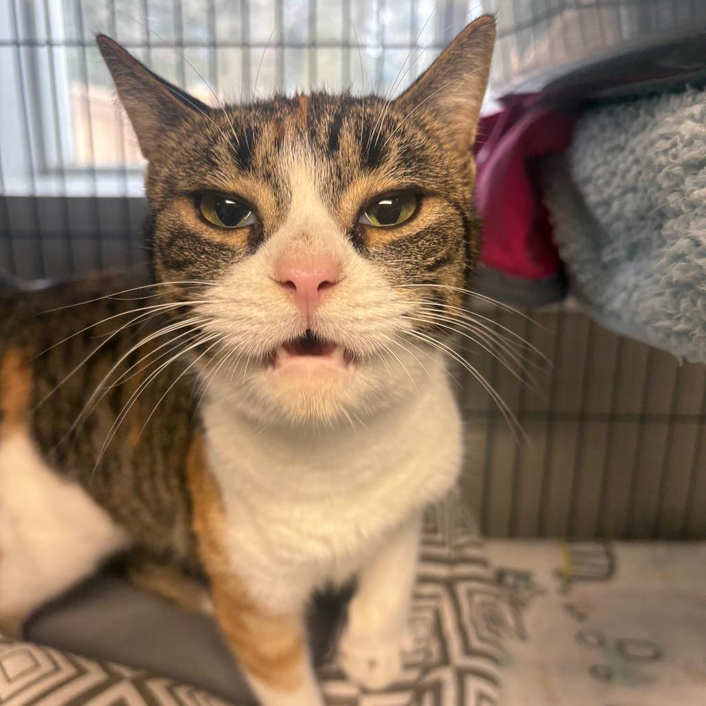 Bambi, a Adoptable Domestic Short Hair in Puslinch, ON image 3/6