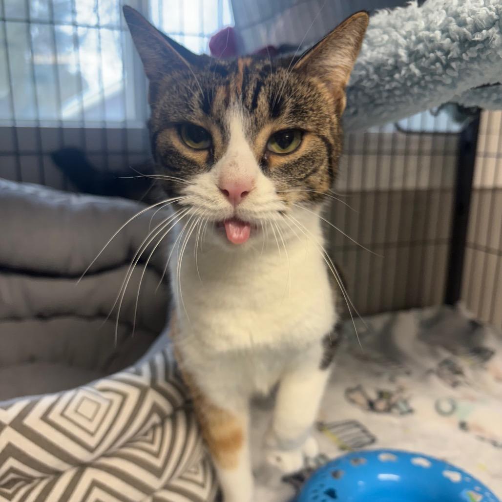 Bambi, a Adoptable Domestic Short Hair in Puslinch, ON image 5/6