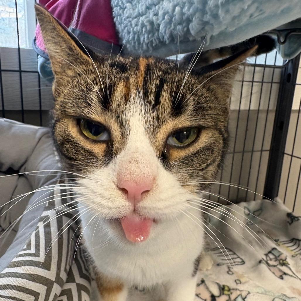 Bambi, a Adoptable Domestic Short Hair in Puslinch, ON image 6/6