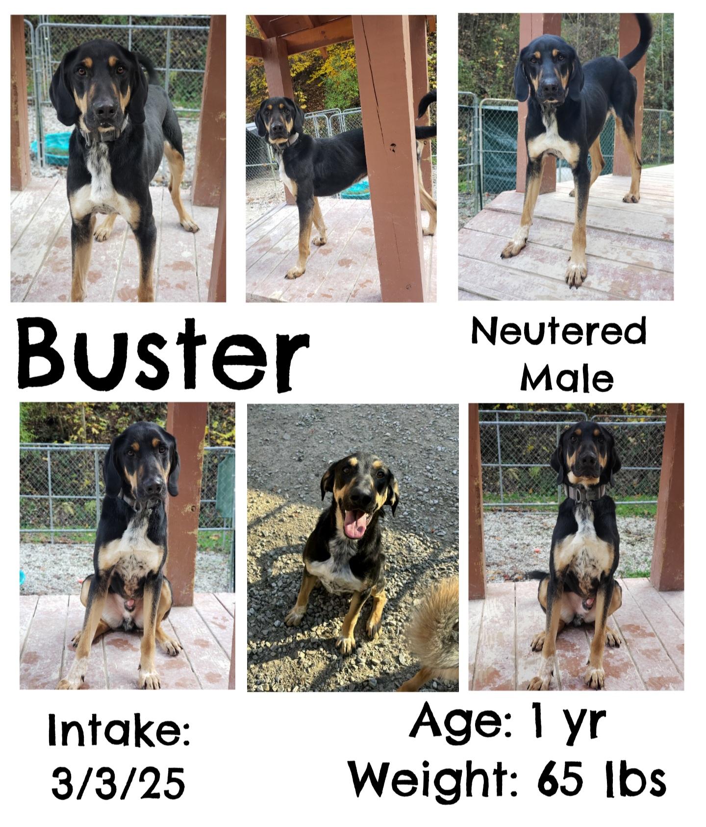 Buster, Adoptable, Adult Male Black and Tan Coonhound.