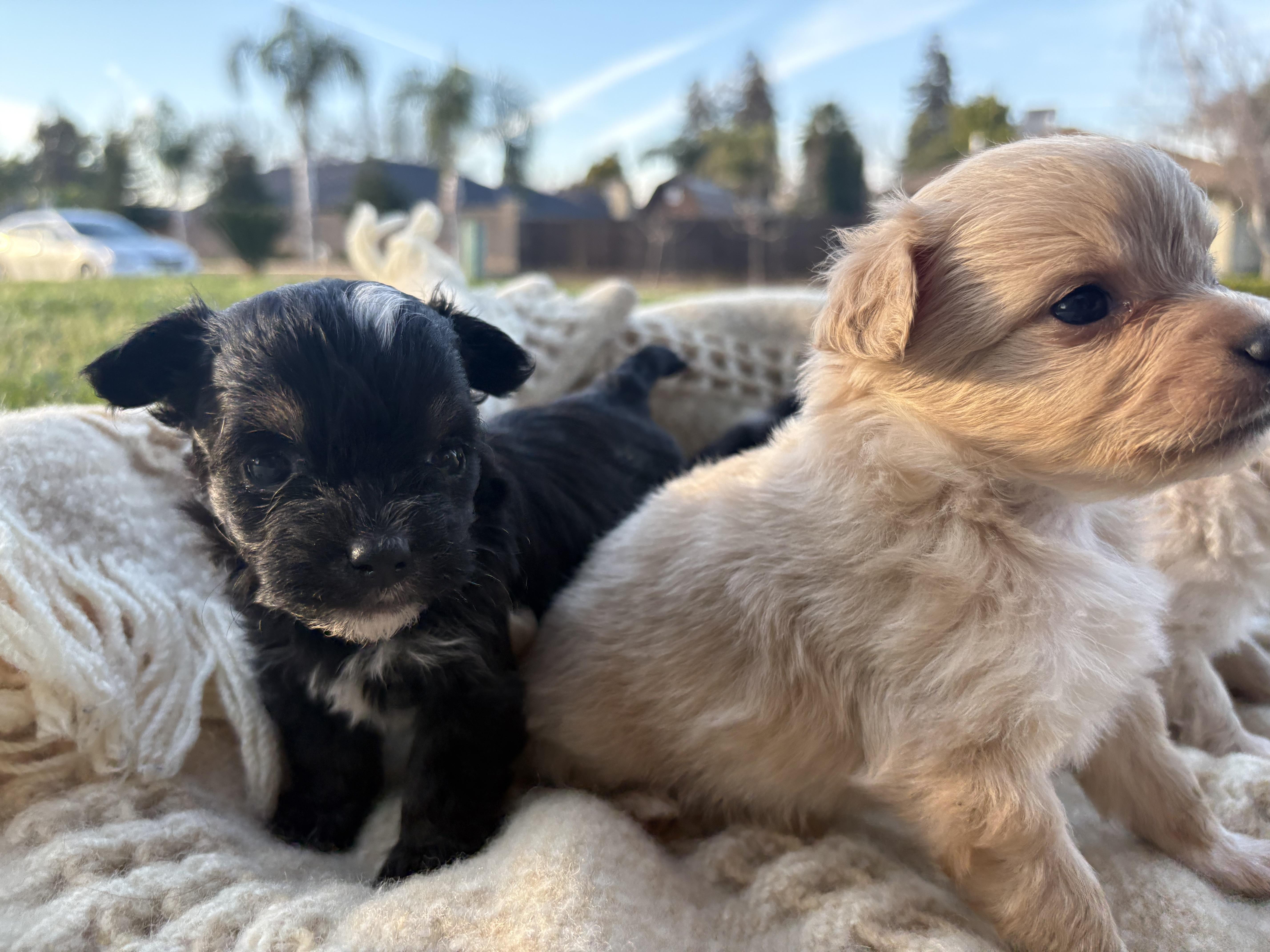 Enlarge Puppies , a ADOPTABLE mixed breed in Reedley, CA image 4/6