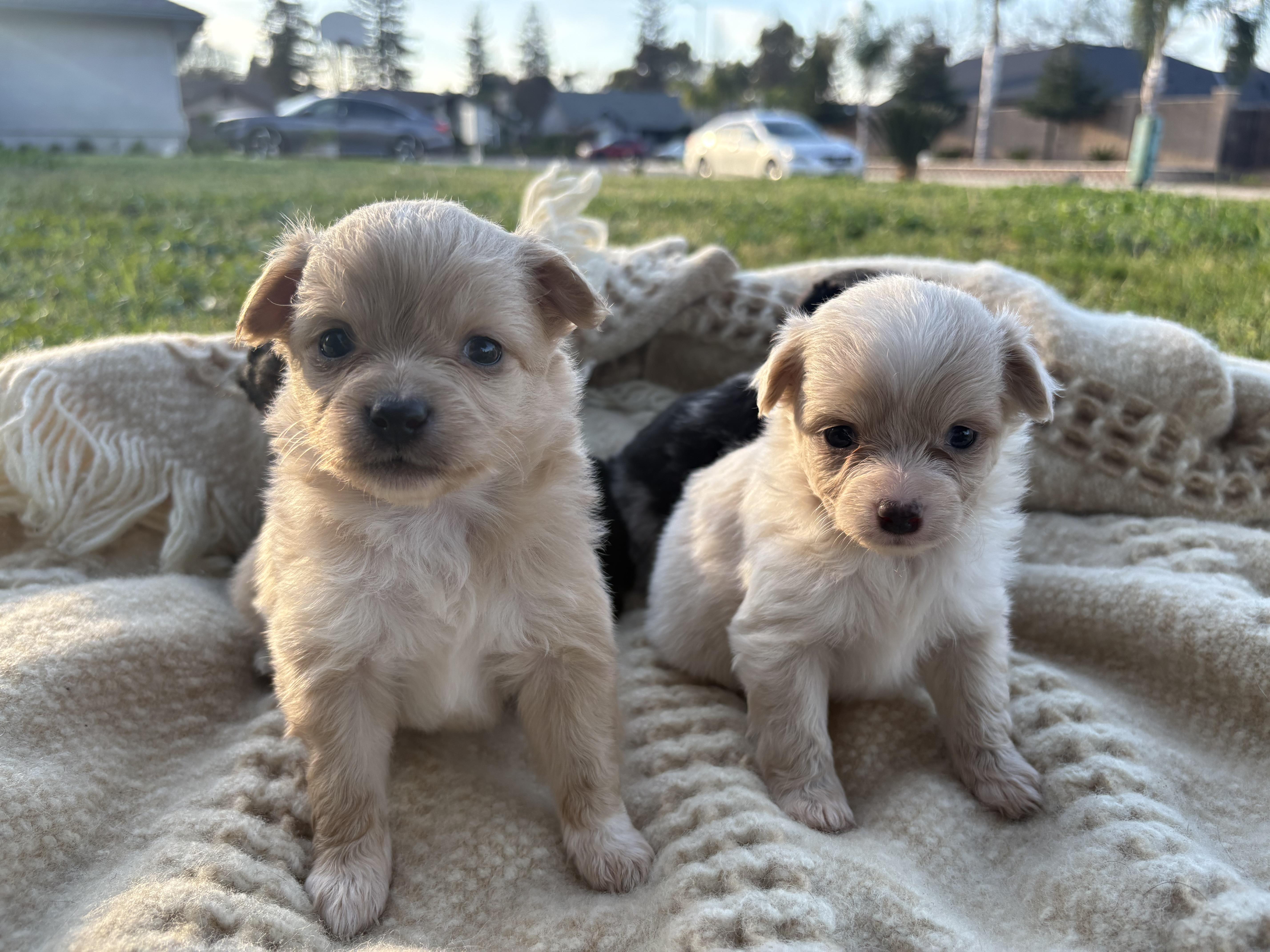 Enlarge Puppies , a ADOPTABLE mixed breed in Reedley, CA image 3/6