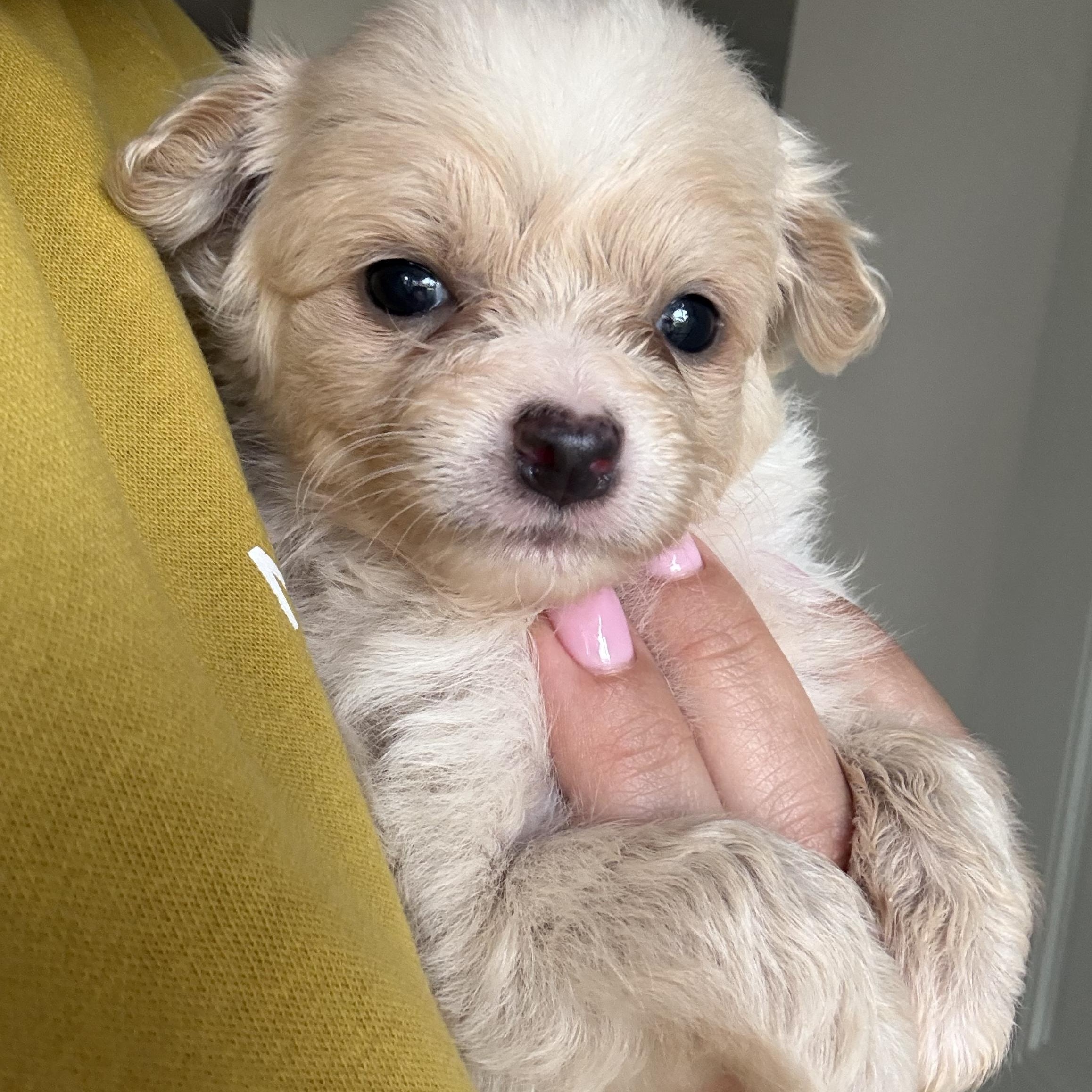 Enlarge Puppies , a ADOPTABLE mixed breed in Reedley, CA image 1/6